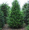 Taxus baccata